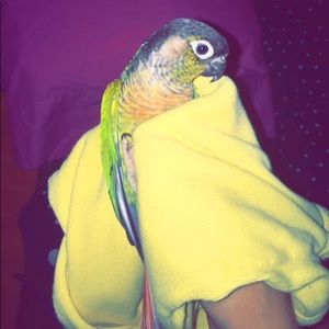 Meet your Posher, Alexalexis